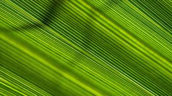 Leaves Green Lines Wallpaper high res