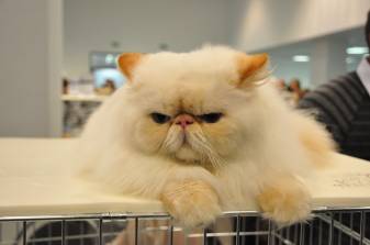 Best free Grumpy Cat hd Laptop Wallpapers Pic