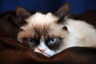 Beautiful Grumpy Cat Laptop Backgrounds Picture