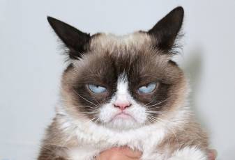Grumpy Cat Wallpapers and Background images
