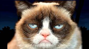 Funny Grumpy Cat hd Background Wallpapers for Pc
