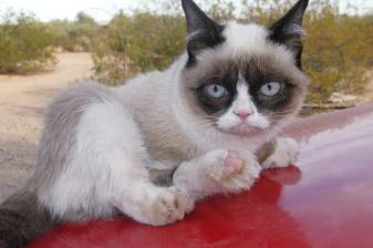 Cute Grumpy Cat hd Desktop Background Pictures