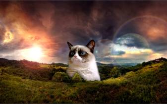 Cool Grumpy Cat hd Desktop image Pictures