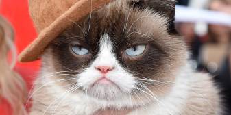Grumpy Cat Meme Faces Wallpapers for Laptop