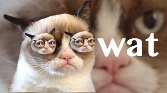 Funny, Meme, faces, Grumpy Cat Wallpapers