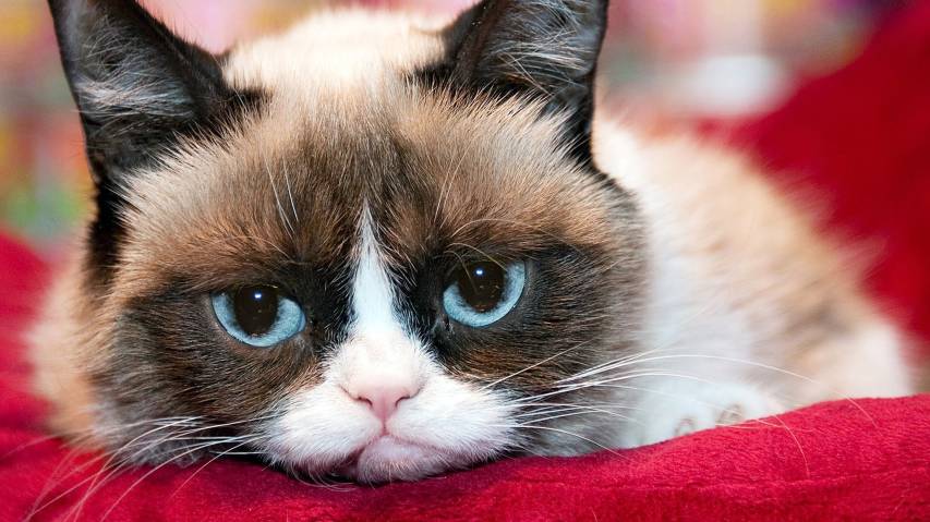 Best free Pictures of Grumpy Cat Wallpapers 1080p