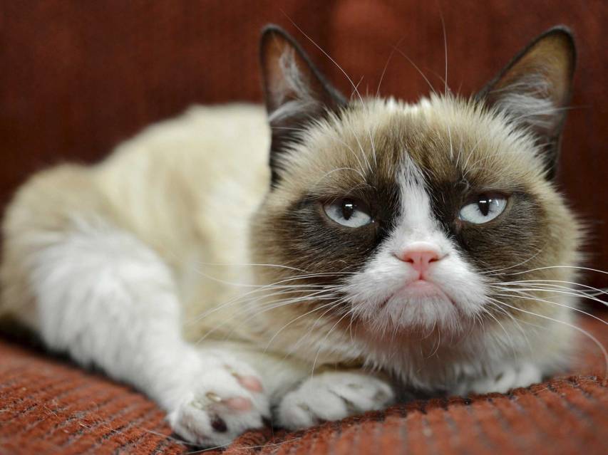 Awesome Grumpy Cat hd Backgrounds for Computer