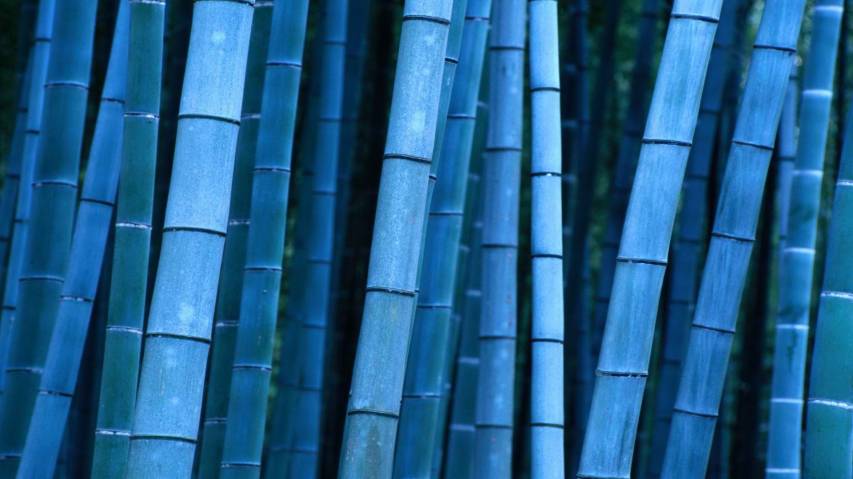 Bamboo Hd Desktop free Wallpapers