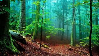 Beautiful Forest Scenery Wallpaper hd
