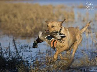 Duck, Dog, Hunting hd image free Wallpapers
