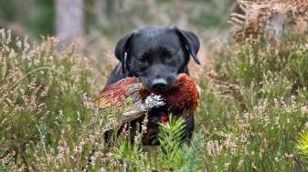 Cool Hunting Dog image Backgrounds