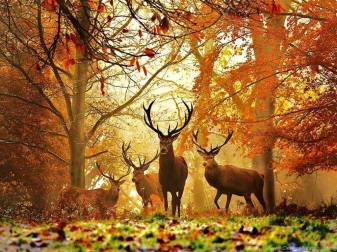 Autumn, Deers, Hunting Wallpapers for Android