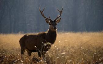Deer Hunting Photos free