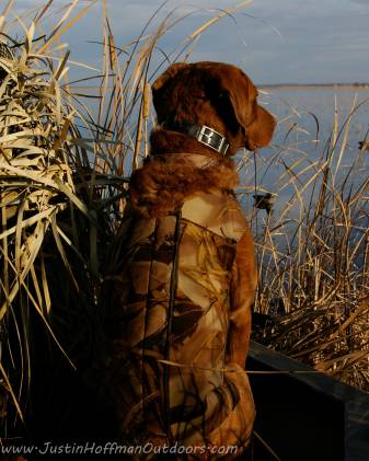 Dog, Duck Hunting Android Phone Wallpapers