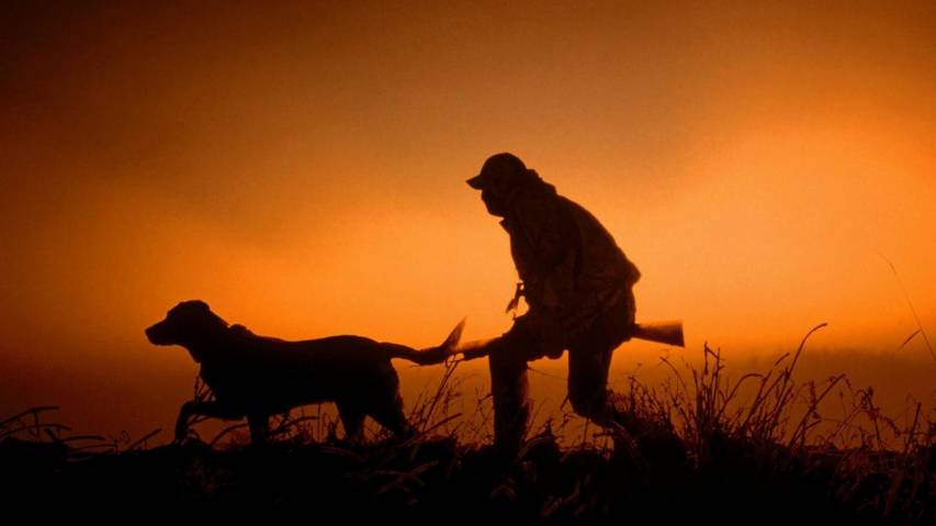 1080p, Duck, Hunting Dog Wallpapers and Background images