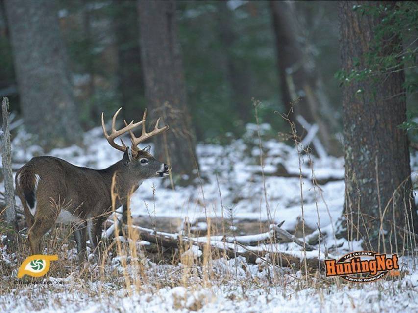 Animals, Deer Hunting Mobile Wallpapers