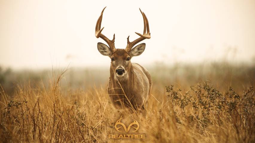 Free Deer Hunting Pc Wallpaper Pictures
