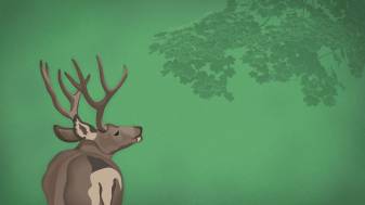 Green Aesthetic Background indie Deer Wallpaper