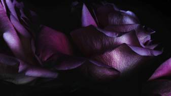 Purple Flower Wallpapers for ios 9