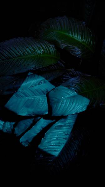 Dark Leaf Backgrounds for iPhone 7 Plus