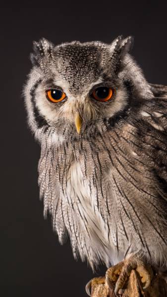 Animals, Owl Wallpapers for iPhone