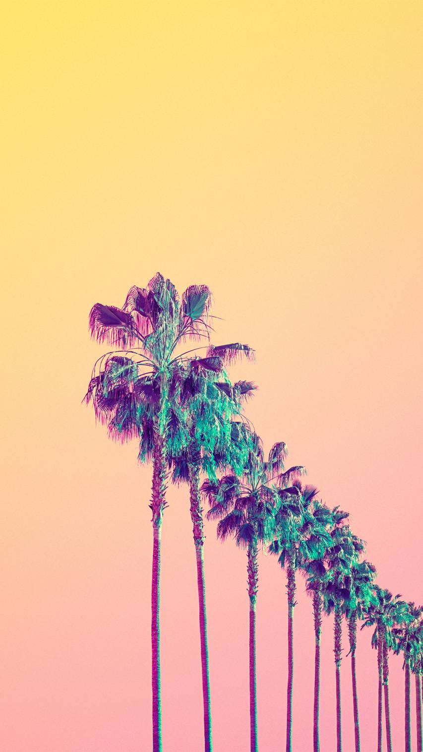 Palms image iPhone Wallpapers