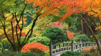 Japan Autumn Wallpapers,  Japanese, Garden, 1080p