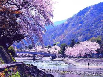 Purple Japan Spring Landscape Picture