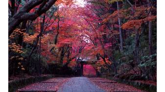 Japan Autumn Landscape 4k hd Wallpapers