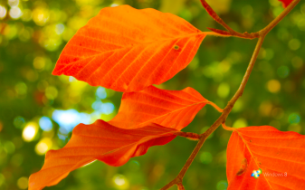 Autumn Windows 8 Wallpapers Png