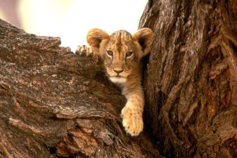 Baby, Animal, Lion Cubs free Desktop images