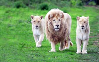 White Lions Backgrounds, Free Desktop, Lion the King of Jungle
