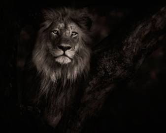 Dark Aesthetic Lion Backgrounds for New Tab