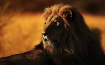 The Most Beautiful Lion Background images