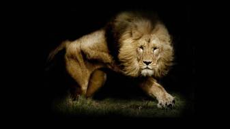 Awesome Lion 1080p image Wallpapers