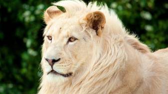 Best free White Lion Backgrounds 1080p