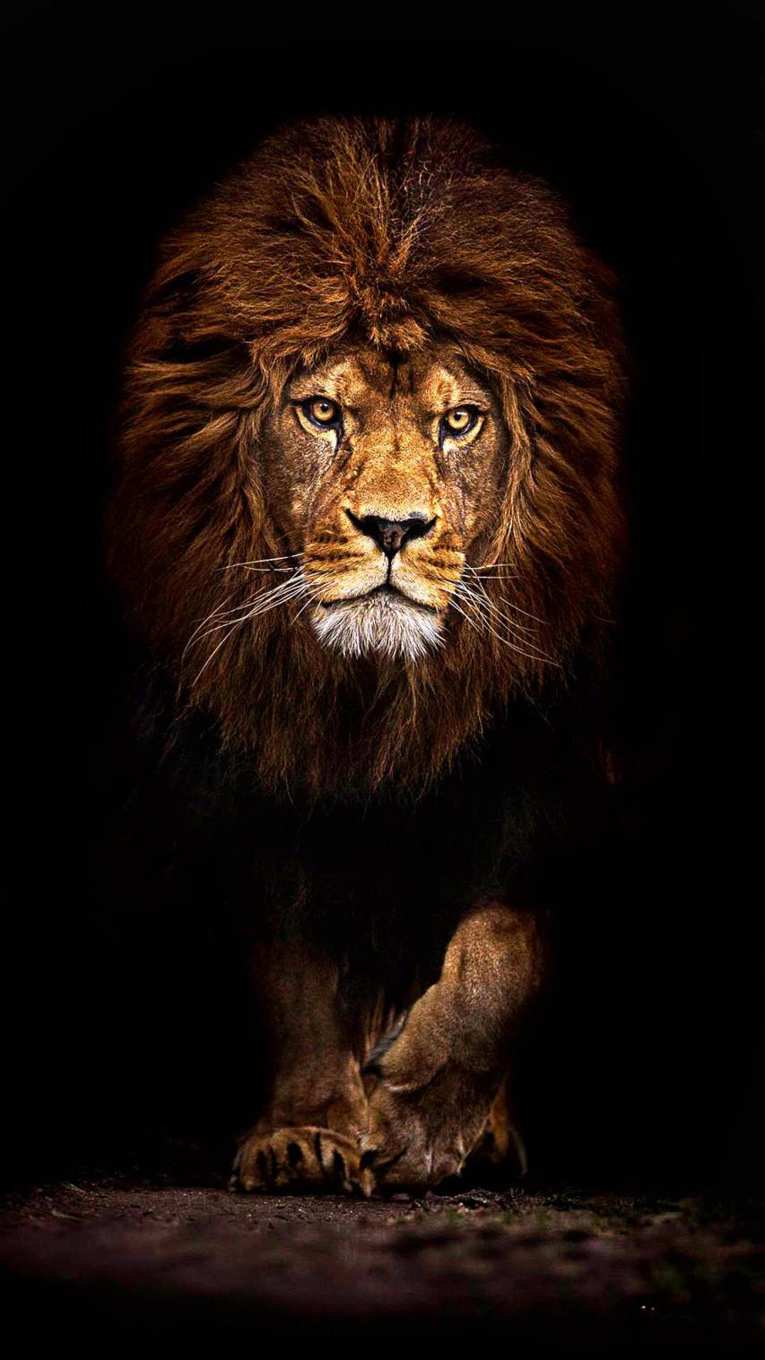 Amazing Lion iPhone Wallpapers