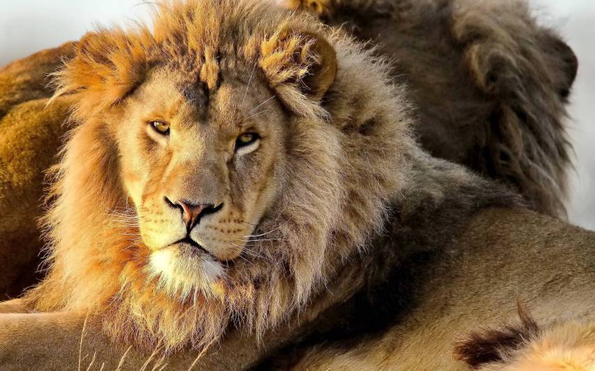 Sher Ka Photo - lion Wallpaper Download | MobCup