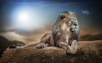 Best free Desktop Lion Background