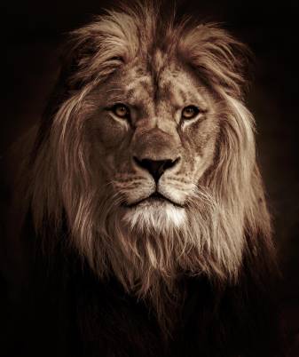 Download Hd Lion Wallpaper free for Android