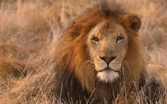 The Best Lion Picture for Download