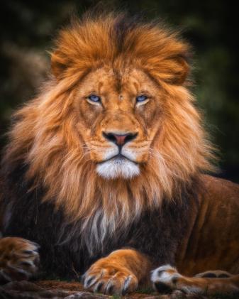 The Most Beautiful Lion Background for Phone