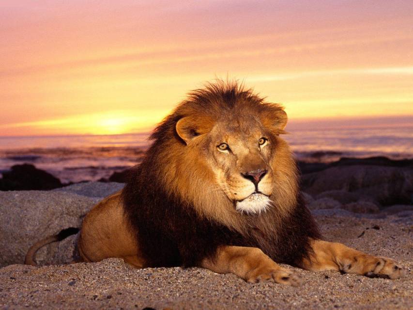 Sunset and Lion Wallpaper free for Download