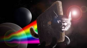 Space, cat, Rainbow, Meme, Pictures