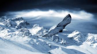 Bird, eagle hd Winter 1080p Backgrounds