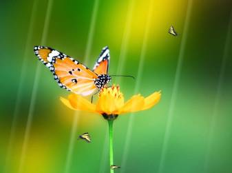 Moving insect Background, Butterfly image Desktop