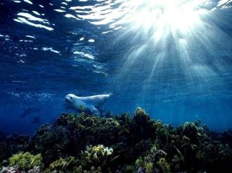 Sea Animal, Under water, Ocean Wallpapers Mobile