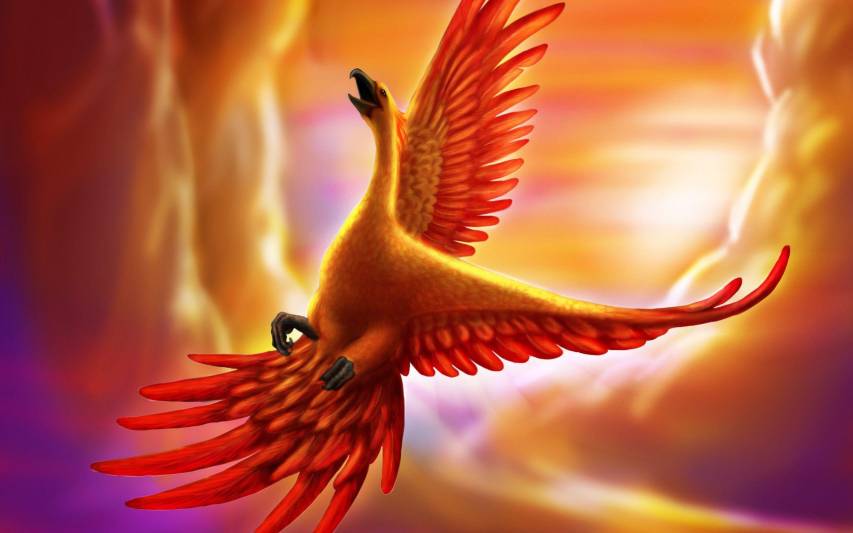 Phoenix Beautiful Bird image Backgrounds