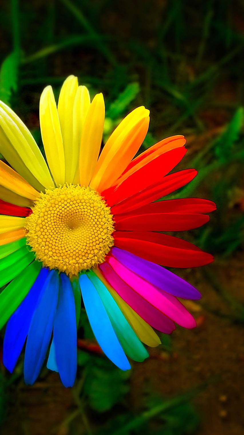 4k Colorful Flower hd Wallpapers for Android Phones and Mobile