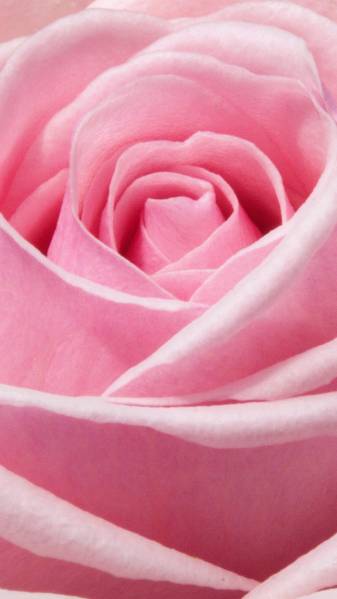 Pink Aesthetic Rose Pictures for Android Phone